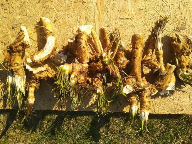 Chrzan prawdziwy korzen