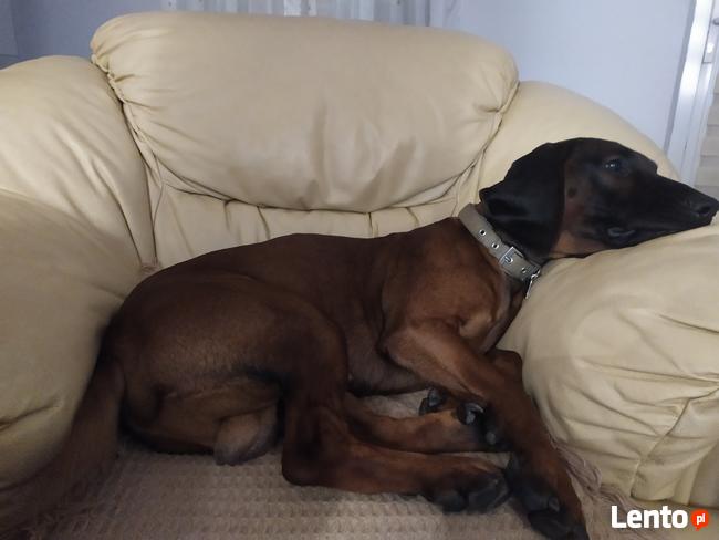 Niko - posokowiec bawarski, krycie