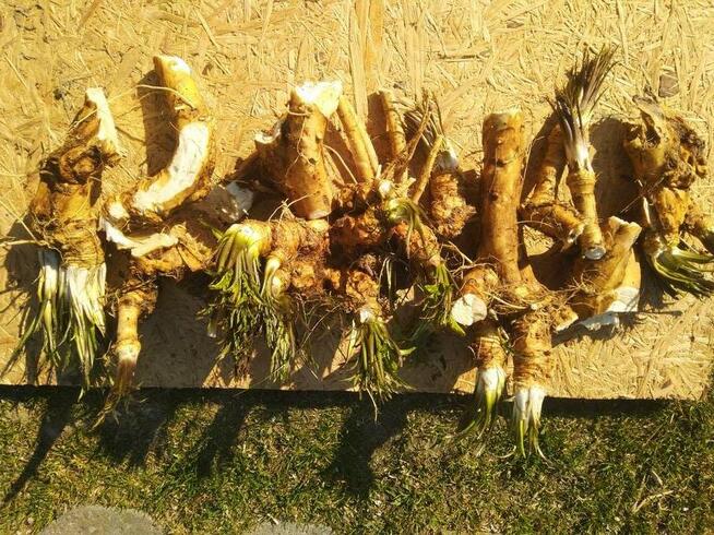 Chrzan prawdziwy korzen