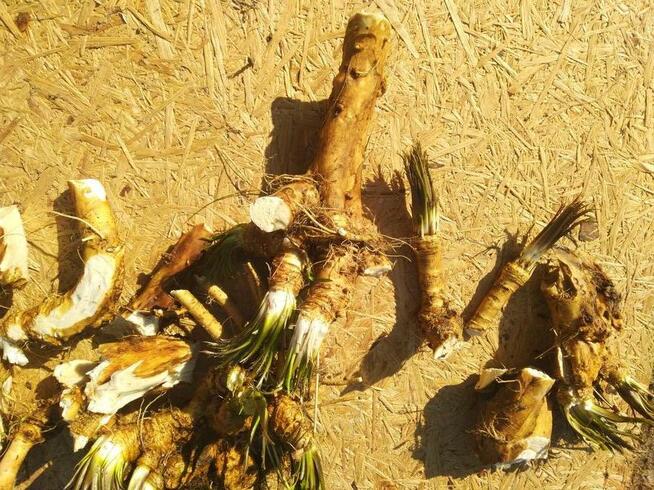 Chrzan prawdziwy korzen