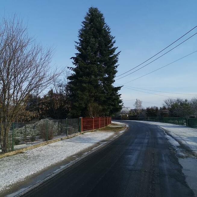wycinka drzew przemysl przycinanie drzew przemysl trawka