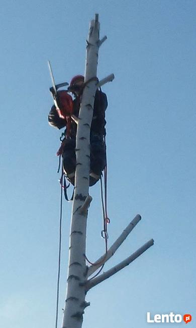 Wycinka alpinistyczna, frezowanie pni