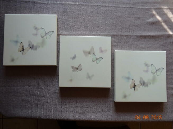 Obrazki na płótnie motylki