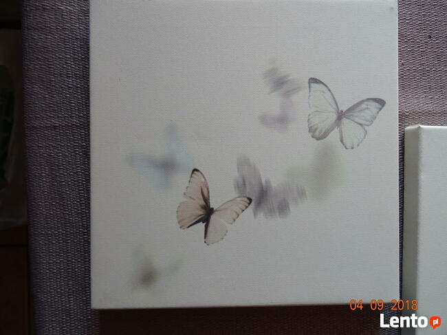 Obrazki na płótnie motylki