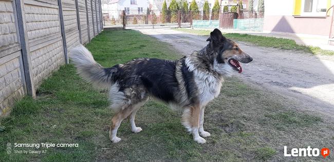 Latuśka ok 4 let. sunia w typ.owczarka colli Damian