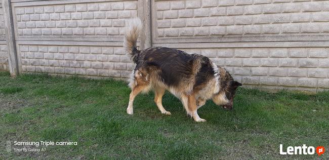 Latuśka ok 4 let. sunia w typ.owczarka colli Damian