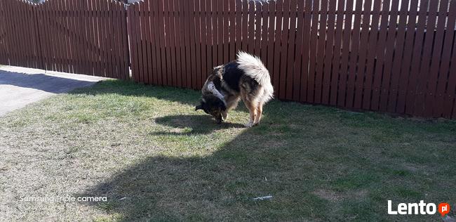 Latuśka ok 4 let. sunia w typ.owczarka colli Damian