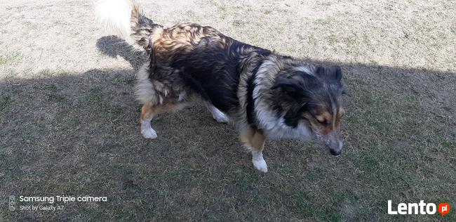 Latuśka ok 4 let. sunia w typ.owczarka colli Damian