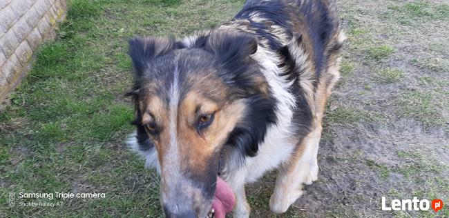 Latuśka ok 4 let. sunia w typ.owczarka colli Damian