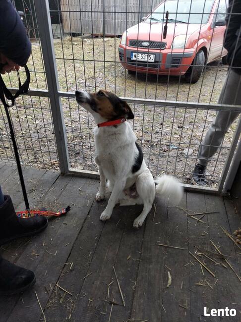 Śliczna 1,5 r. sunia szuka domu Fundacja pomagamy