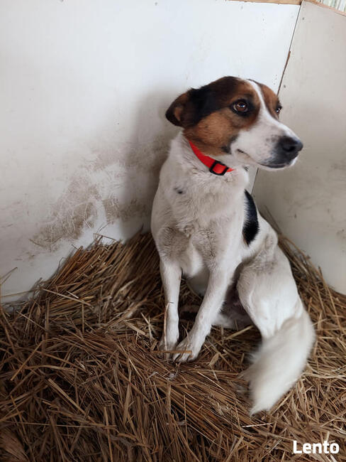 Śliczna 1,5 r. sunia szuka domu Fundacja pomagamy