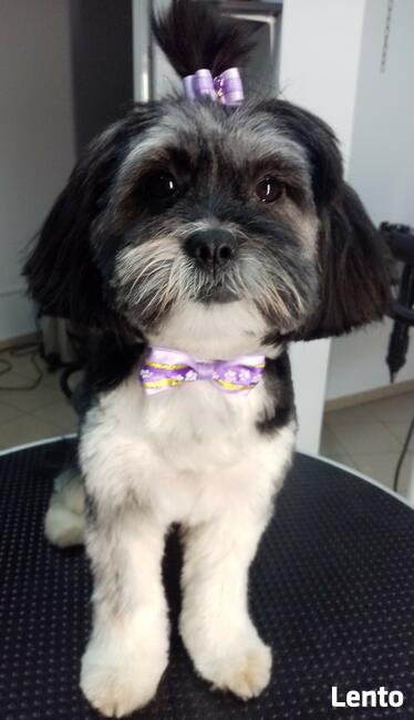 Psi fryzjer Reksio Zielona Góra