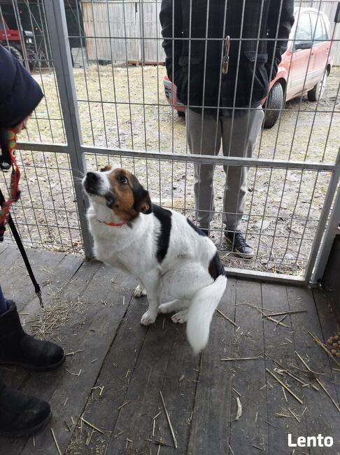 Śliczna 1,5 r. sunia szuka domu Fundacja pomagamy