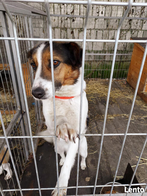 Śliczna 1,5 r. sunia szuka domu Fundacja pomagamy