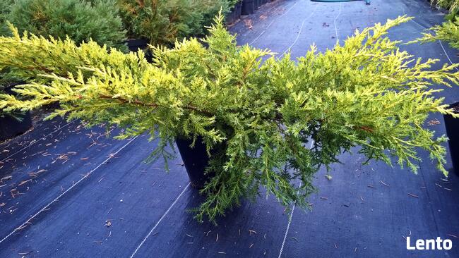 Jałowiec pośredni Mordigan Gold w doniczkach 1,5 litra