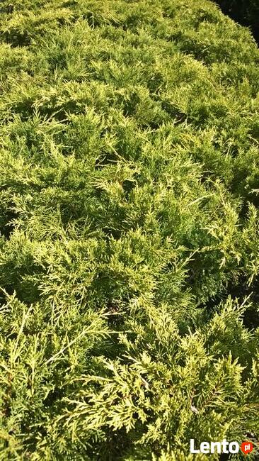 Jałowiec pośredni Mordigan Gold w doniczkach 1,5 litra