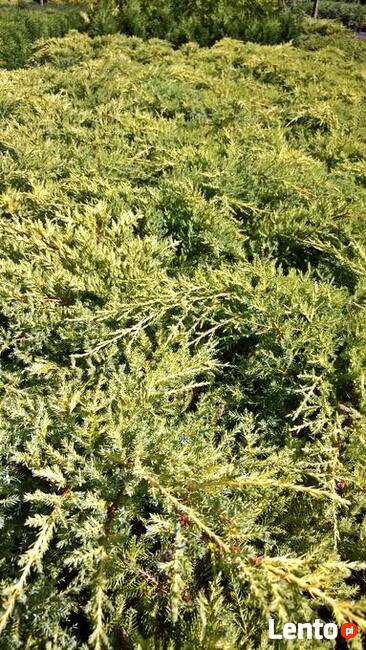 Jałowiec pośredni Mordigan Gold w doniczkach 1,5 litra