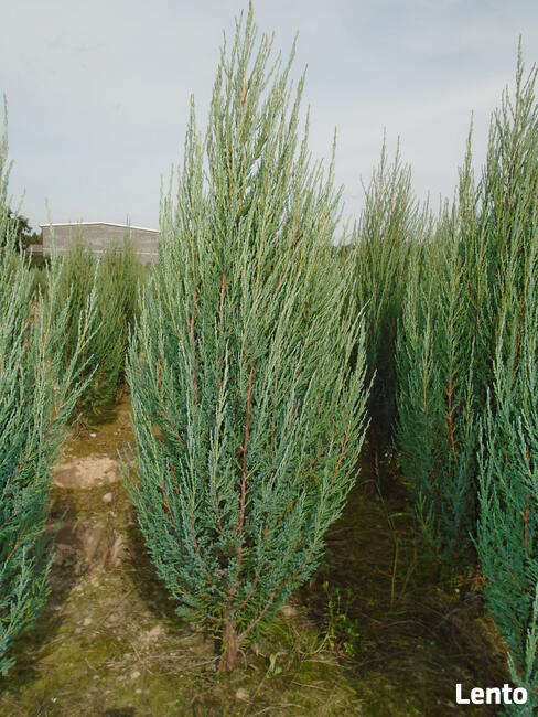 Jałowiec BLUE ARROW 150-160cm