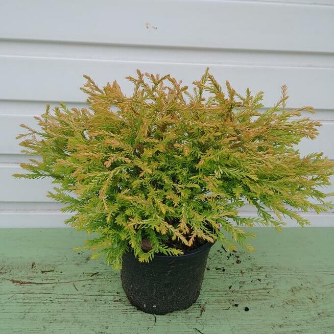 Żywotnik zachodni Golden Tuffet w doniczkach