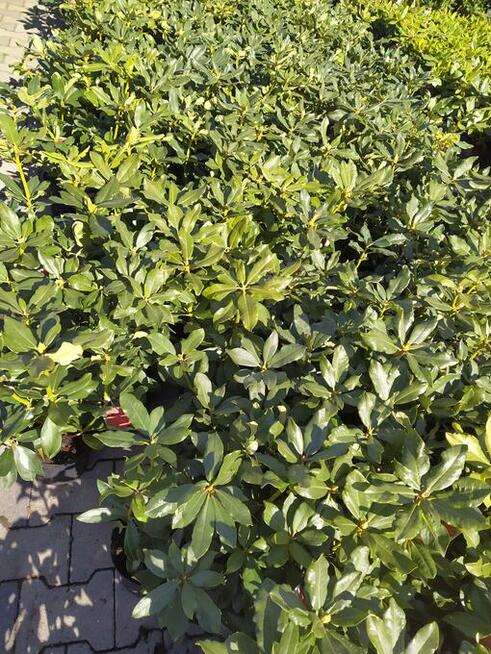 rododendrony ,lilie azjatyckie