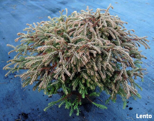 Żywotnik zachodni Golden Tuffet w doniczkach