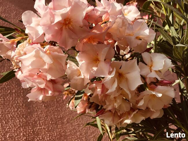 Okeander Luteum Plenum o Pełnych Pachnących Kwiatach