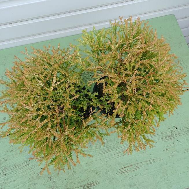 Żywotnik zachodni Golden Tuffet w doniczkach