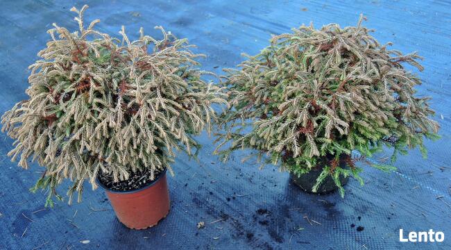 Żywotnik zachodni Golden Tuffet w doniczkach