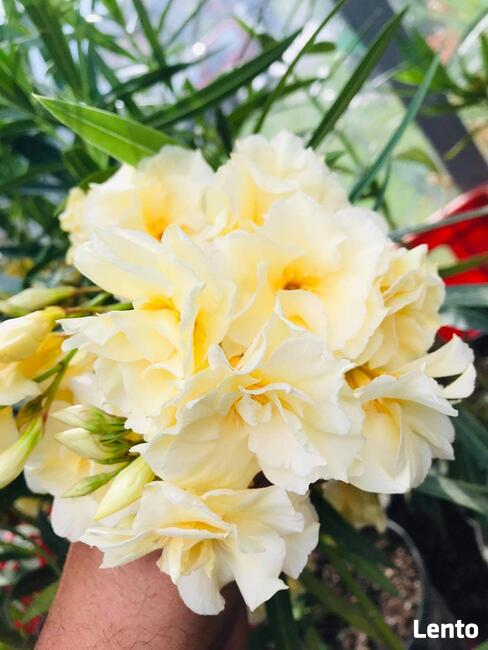 Okeander Luteum Plenum o Pełnych Pachnących Kwiatach