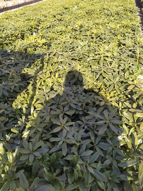 rododendrony ,lilie azjatyckie