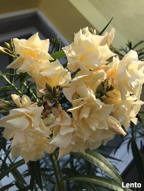 Okeander Luteum Plenum o Pełnych Pachnących Kwiatach