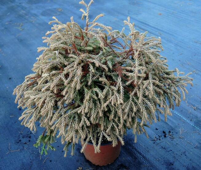 Żywotnik zachodni Golden Tuffet w doniczkach