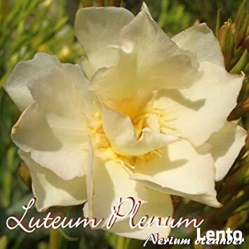 Okeander Luteum Plenum o Pełnych Pachnących Kwiatach