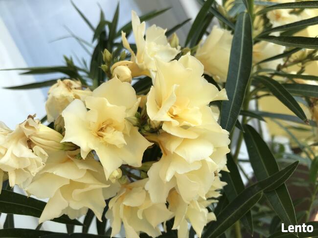 Okeander Luteum Plenum o Pełnych Pachnących Kwiatach