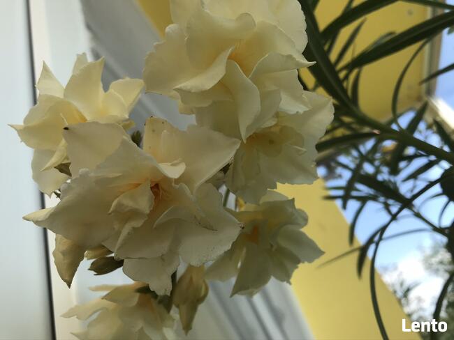 Okeander Luteum Plenum o Pełnych Pachnących Kwiatach