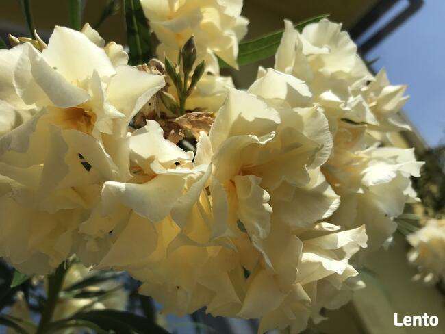 Okeander Luteum Plenum o Pełnych Pachnących Kwiatach