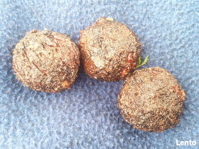 Orzech czarny pojemniki MałyDużyPrzesadzić Zalesienia Drewno