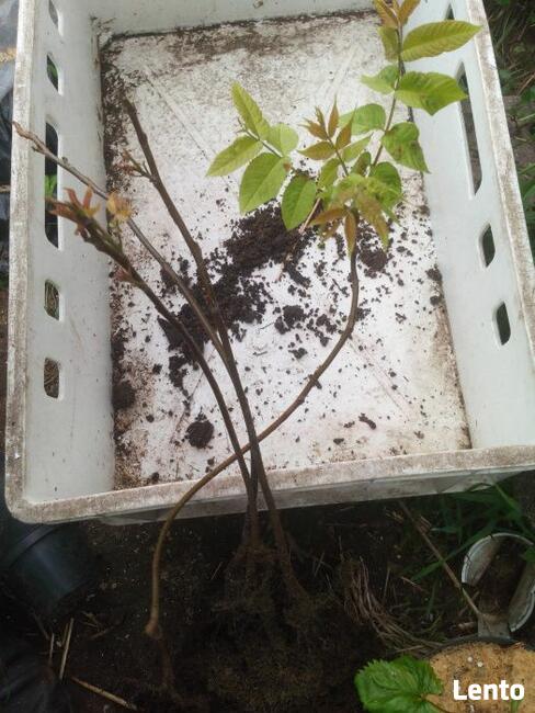 Orzech czarny pojemniki MałyDużyPrzesadzić Zalesienia Drewno