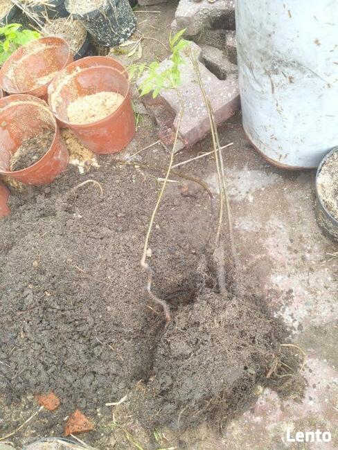 Orzech czarny pojemniki MałyDużyPrzesadzić Zalesienia Drewno