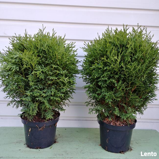 Żywotnik zachodni Danica, tuja, w pojemniku 5 litr.