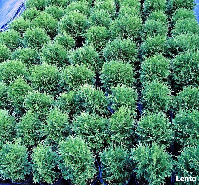 Żywotnik zachodni Danica, tuja, w pojemniku 5 litr.