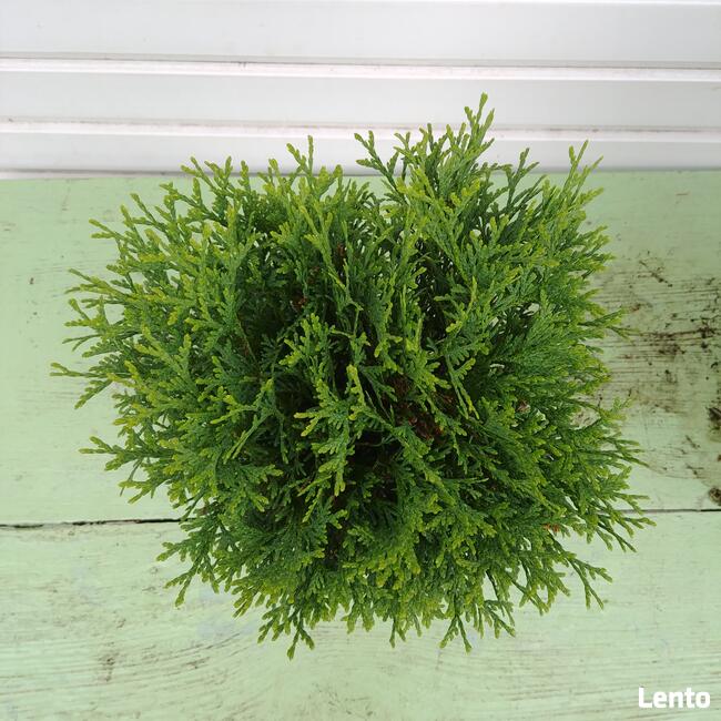 Żywotnik zachodni Danica, tuja, w pojemniku 5 litr.