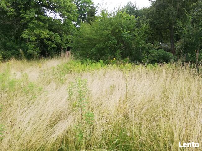 Karczowanie czyszczenie działek wycinka drzew koszenie traw
