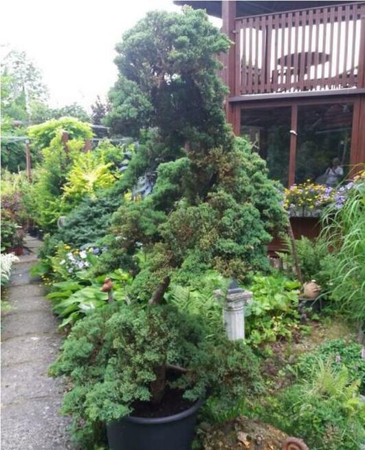 SPRZEDAM SKLEP OGRODNICZY