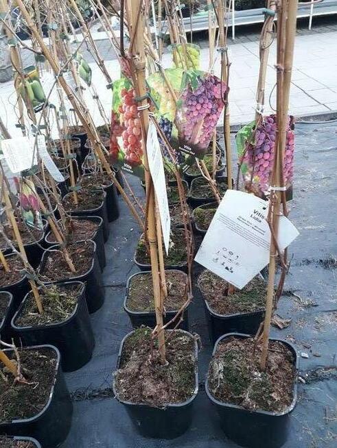 rododendrony ,lilie azjatyckie