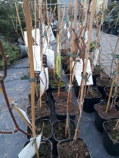 rododendrony ,lilie azjatyckie