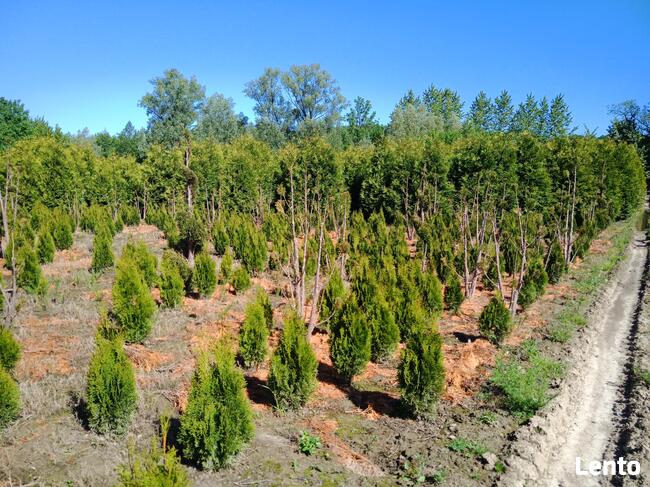 Wydzierżawię pole 30 arów Kielnarowa obok Rzeszowa