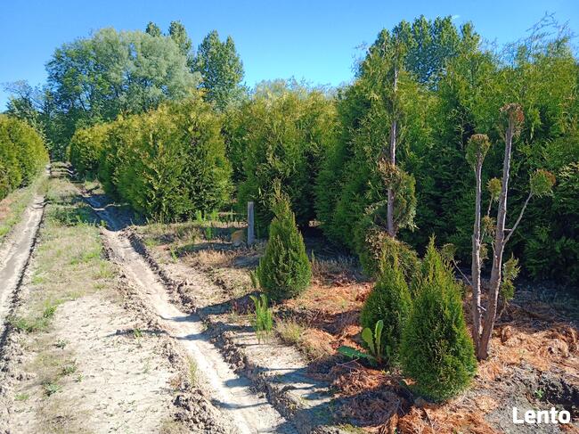 Wydzierżawię pole 30 arów Kielnarowa obok Rzeszowa