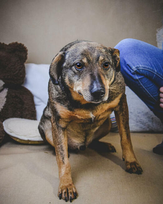 Holly nie radzi sobie w schronisku! Adoptuj!