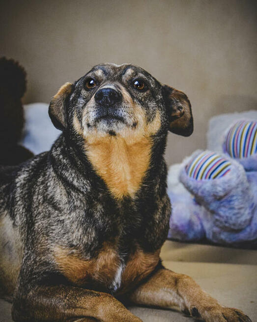 Holly nie radzi sobie w schronisku! Adoptuj!